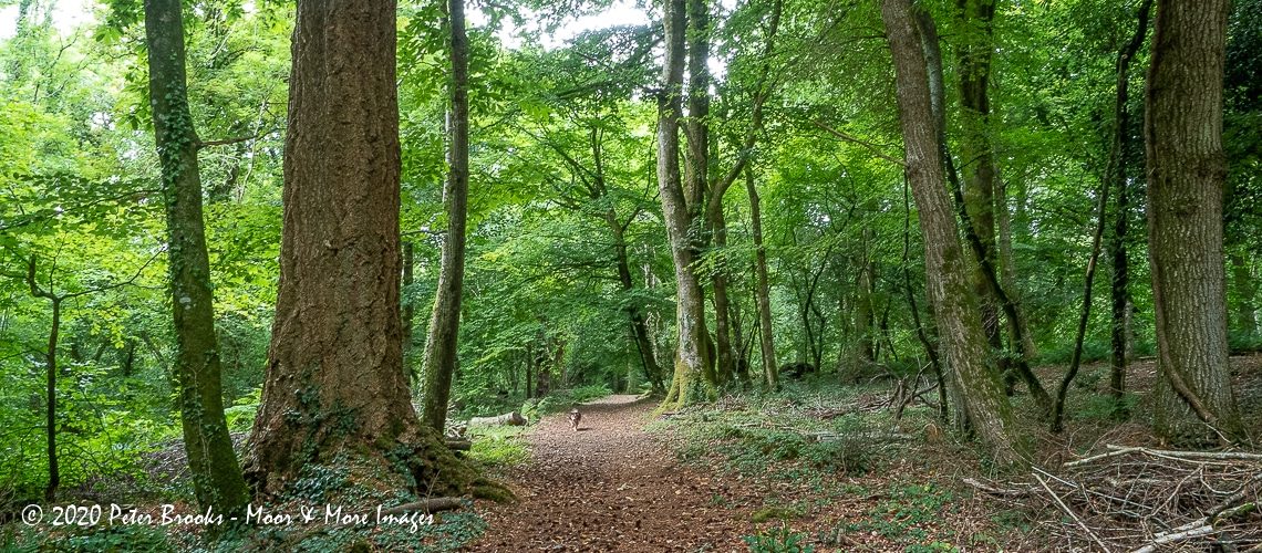 Image of Higher Knowle Wood
